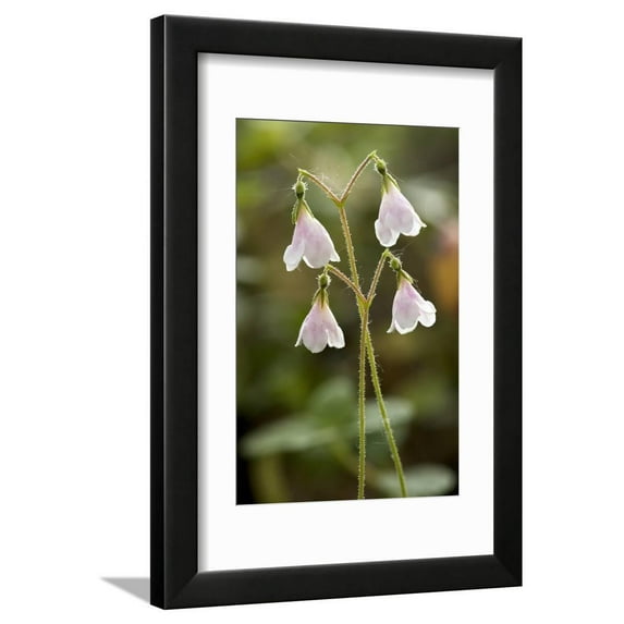 Twinflower Linnaea Borealis Framed Print Wall Art by Bob Gibbons Sold by Art.Com