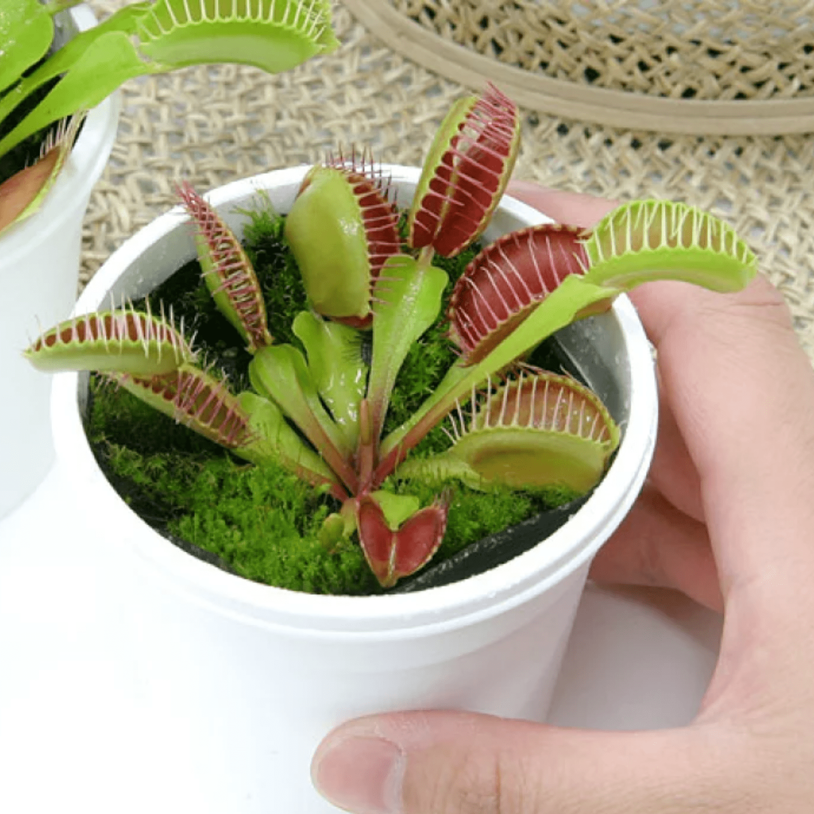 Set 3 Giant Venus Flytraps Live Plants,  Well-Started Fly Trap Plants Terrarium Live in Pot, Dionaea Muscipula