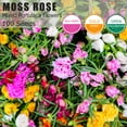 PLATAGO Mix Moss Rose OIF8 Seeds for Planting NonGMO Flower Seeds