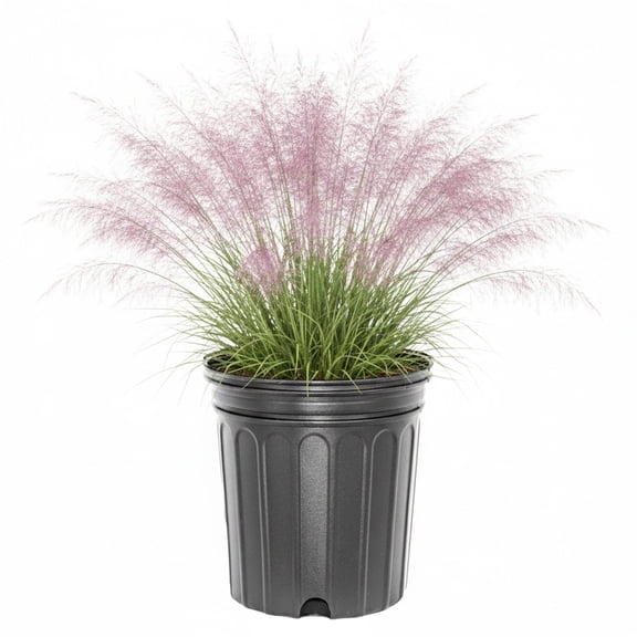 Expert Gardener 1 ft Capillaris - Pink Muhly Live Grass in 1- Gallon Grower Pot