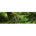 thumbnail image 1 of Ferns and Vines, Hoh Rainforest, Olympic National Forest, Washington State, USA, Botanical Scenic Unframed Photographic Print Wall Art Sold by Art.Com, 1 of 1