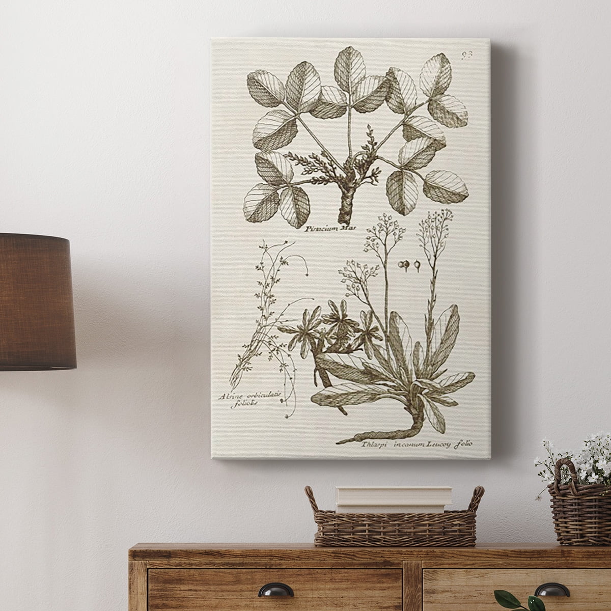 Sepia Botanical Journal VI Premium Gallery Wrapped Canvas - Ready to Hang