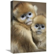 Global Gallery  12 x 18 in. Golden Snub-Nosed Monkey Juveniles Huddled Up Against Each Other to Keep Warm, Qinling Mountains, China Art Print - Cyril Ruoso