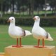 thumbnail image 2 of Gaviota nórdica pájaro hogar jardín decoración Artificial emplumado playa manualidad para regalo, 2 of 5