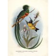 thumbnail image 2 of Resplendent Quetzal, Pharomachrus Mocinnoa Poster Print By ® Florilegius Mary Evans (24 X 36), 2 of 4