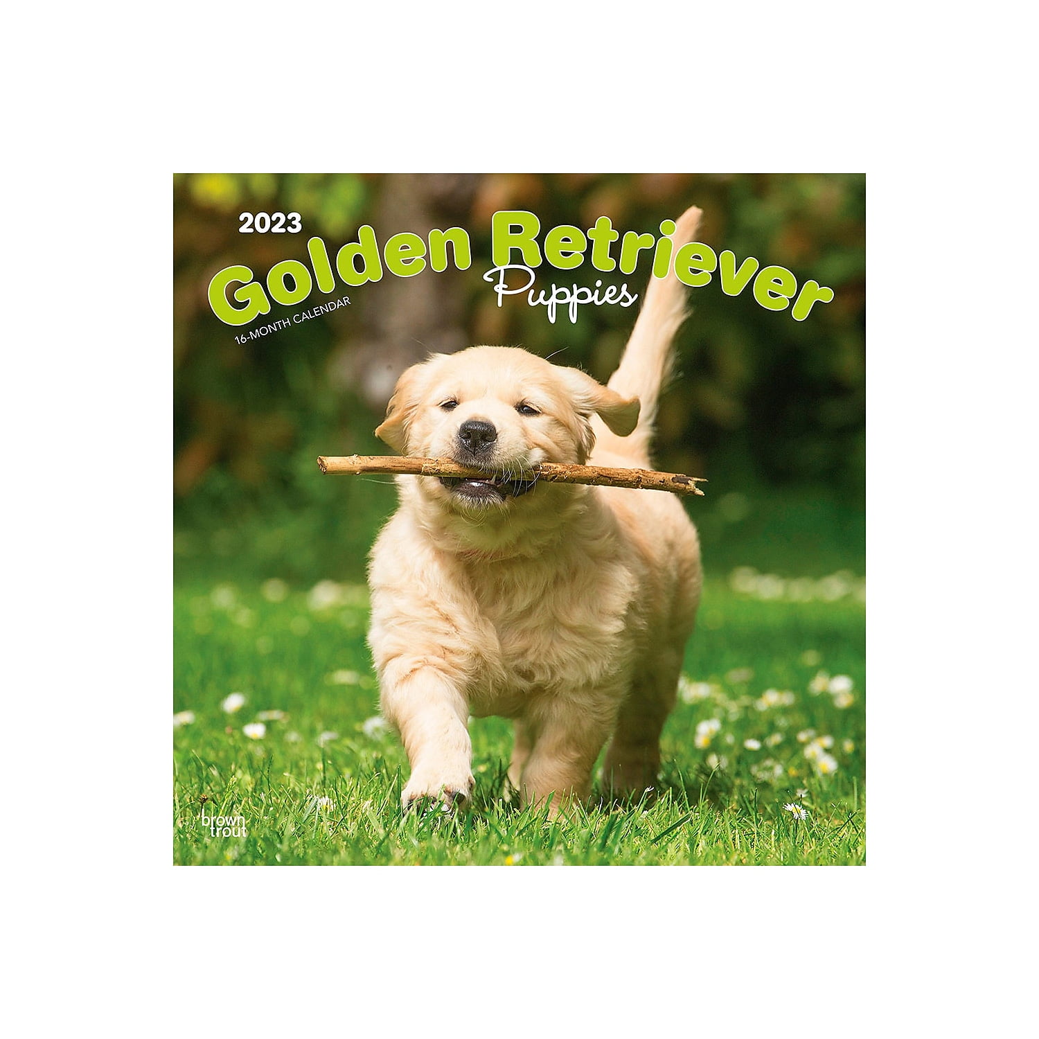 2023 BrownTrout Golden Retriever Puppies 12'' x 12'' Monthly Wall Calendar (9781975449230)