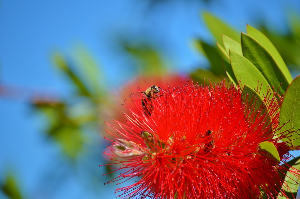 Bottle Brush растение
