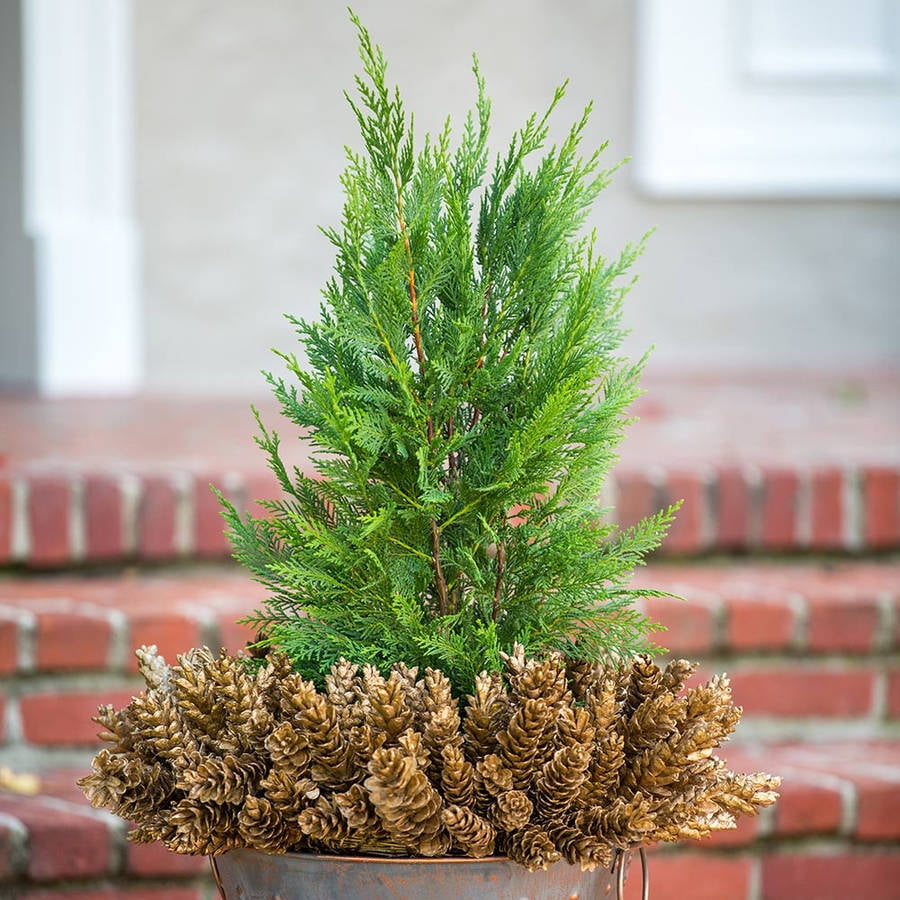 Expert Gardener Leyland Cypress (2.5 Quart) Fast Growing Evergreen Tree - Full Sun Live Outdoor Plant