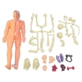 thumbnail image 1 of Modelo de cuerpo humano BuyWeek juguetes de enseñanza para niños, 1 of 14