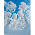 thumbnail image 1 of Qisvanset 12x16 Inch Winter Birch Forest Canvas Wall Art, Upward View Tree Scenery Serene Nature Home Decor, 1 of 8
