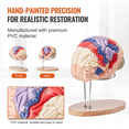 thumbnail image 2 of Vibeat 2X Life-Size Human Brain Model, 4-Part Anatomical Teaching Model with Labels & Display Base, 2 of 11