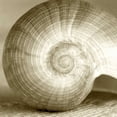 thumbnail image 2 of Amber Light Gallery 12x12 Black Ornate Wood Framed with Double Matting Museum Art Print Titled - Sepia Shell Life 1, 2 of 4