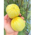 thumbnail image 5 of TomorrowSeeds - Lemon Cucumber Seeds - 150+ Count - For 2025 Planting Yellow Golden Crystal Apple, 5 of 11