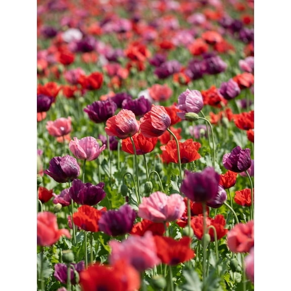 1000 Seeds PEPPERBOX POPPY MIX Papaver Somniferum Mixed Colors Red Violet Flower Seeds
