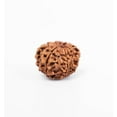 thumbnail image 6 of Navratan Gems Certified 8 Mukhi Nepali Rudraksha Bead For Men & Women | Natural Eight Face Rudraksha for Strength & Focus, 6 of 7