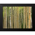 thumbnail image 2 of Fitzharris, Tim 14x12 Black Modern Framed Museum Art Print Titled - Aspen Grove I, 2 of 5
