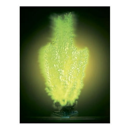 Aqua Plant Glo Lights Stonewort Aquarium Plant