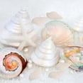 thumbnail image 4 of 100pcs blanco mini conchas de concha de mar artesanía boda jardín acuario decoración, 4 of 5