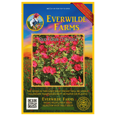 Everwilde Farms - 50 Red Four O Clock Garden Flower Seeds - Gold Vault Jumbo Bulk Seed