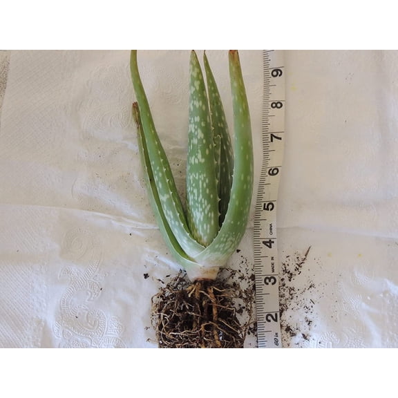 Two Healthy Strong Aloe Vera Plants 10-12 Inches Tall