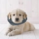 thumbnail image 5 of Perro Snood Ear Protector de Perro Lindo Perro Cuello Headwear Perro Orejas Sunnimix Cubierta de orejas de mascotas, 5 of 8