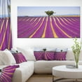 thumbnail image 1 of Lavender and Lonely Tree Uphill - Oversized Landscape Wall Art Print, 1 of 3