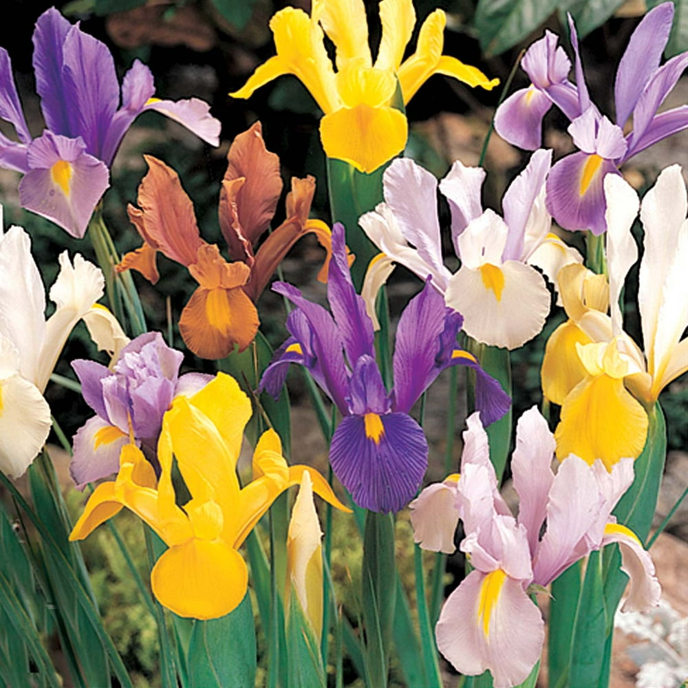 Dutch Iris Bulbs, pkg 25