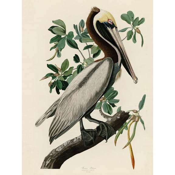 Audubon Birds America Brown Pelican Extra Large XL Wall Art Poster Print