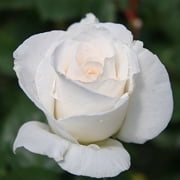 Margaret Merril® English Legend Rose Plant by Heirloom Roses - White Rose Bush For Planting
