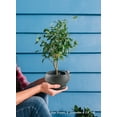 thumbnail image 3 of Black Speckled Bowl Planter with Saucer, 3 of 6