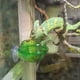 thumbnail image 4 of Alimentador de reptiles, cuenco camaleón, gusano vivo, contenedor de comida translúcido, plato, accesorios para mascotas para tortugas, serpiente, Gecko, camaleón, Iguana, 4 of 5