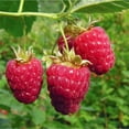 thumbnail image 6 of 2 Raspberry Plants Live For Planting, Raspberry Bush Live Plants, Size 5-8 Inch Tall, Sweet Raspberry Trees, Well-Rooted (Red Raspberry), 6 of 6