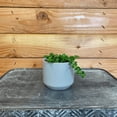 thumbnail image 2 of Pilea Green Baby Tears, 2" Plant, The Plant Farm, 2 of 3