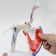 thumbnail image 3 of Modelo de Hombro Muscular, Modelo de Músculo de Articulación del Hombro Derecho de Anatomía , Modelo de Anatomía de Consultorio y Aula, 3 of 5