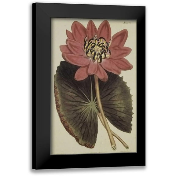 Sweet, Robert 10x14 Black Modern Framed Museum Art Print Titled - Wonderous Water Lily