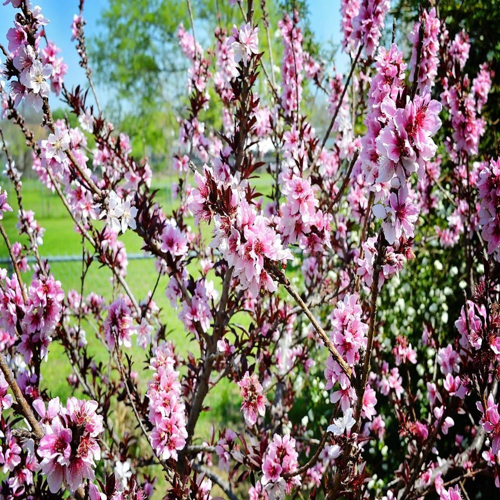 Expert Gardener 24" Bonfire Patio Peach Tall Live Plants in 11" Grower Pot, Ornamental/Decorative