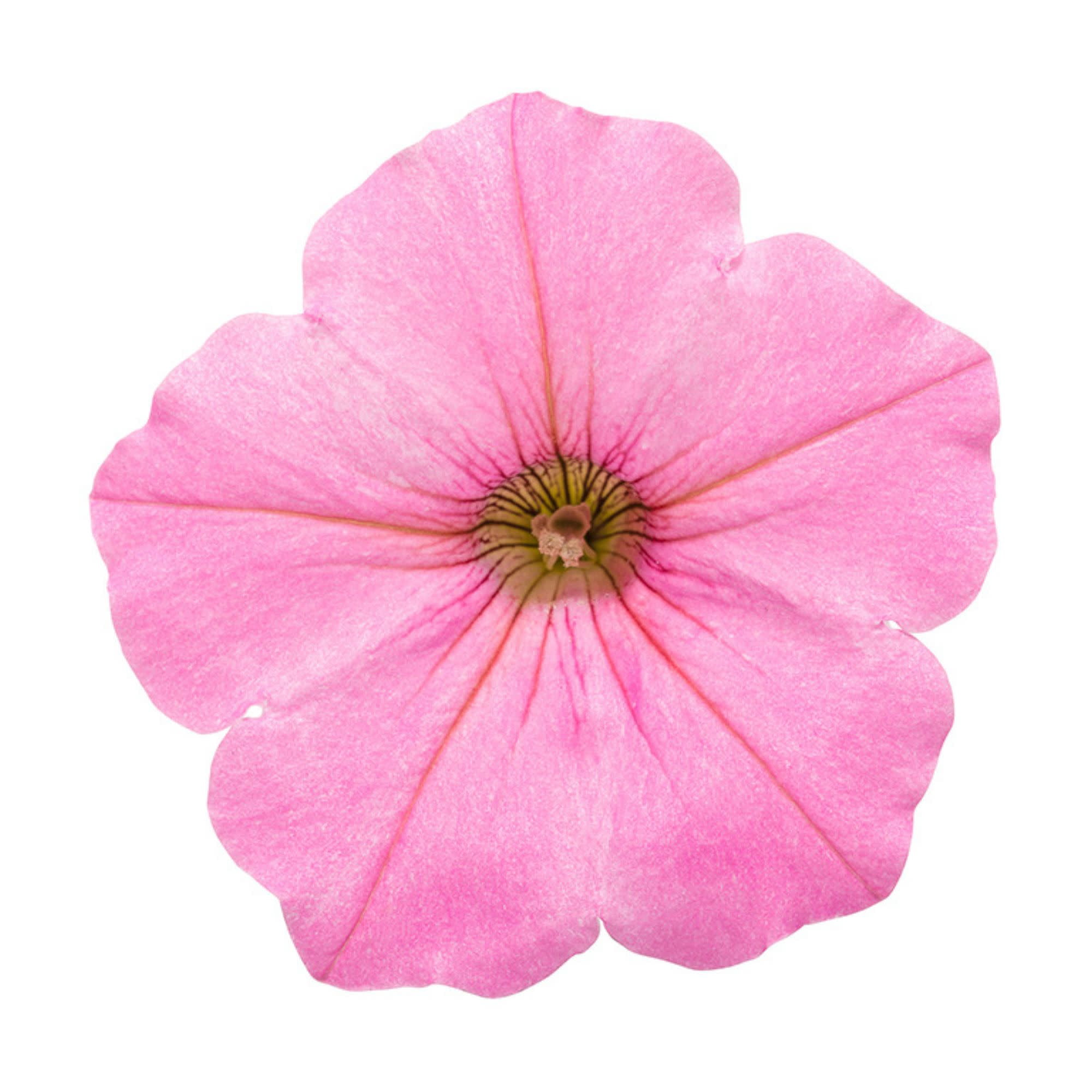 Proven Winners 4" Pink Supertunia Vista Bubblegum Petunia Live Plant in 4.25" Pot (4 Count)