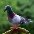 thumbnail image 2 of CUTELOVE 1PC Artificial Feather Bird Simulation Foam Pigeon Model Fake Animal Home Garden Ornament Miniature Decoration, 2 of 5