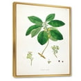 thumbnail image 3 of Designart 'Ancient Botanicals V' Farmhouse Framed Canvas Wall Art Print, 3 of 5