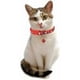 thumbnail image 3 of Nuevo collar para gatos, mascotas para mascotas, collar de seguridad, liberación rápida, bonito con collar de campamento ajustable, 3 of 3