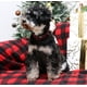 thumbnail image 5 of Collar para Perro Estilo Único Patitas Navidad Cuadros Rojos y Negros, 5 of 6