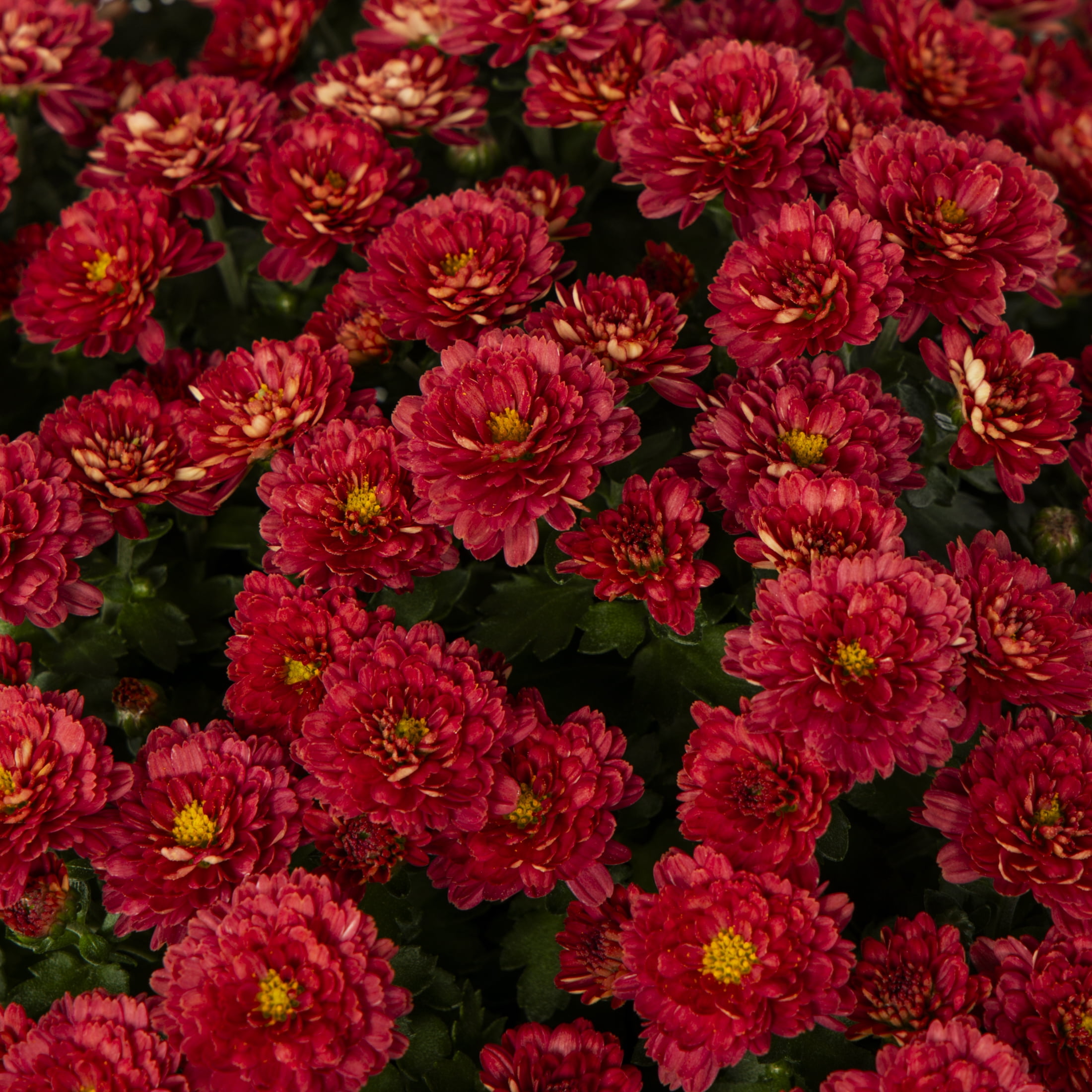 Expert Gardener 3qt Red Mum in 7" Jack-O-Lantern Planter (1-pack), Fall Decor