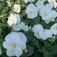 RedCrocus Spring Matrix White Pansy, Vibrant Multi-Color Blooms ...