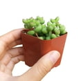 thumbnail image 5 of SUCCULENTS BOX 20" Pink Crassula Live Plants in 2" Grower Pots (2 Count), 5 of 5