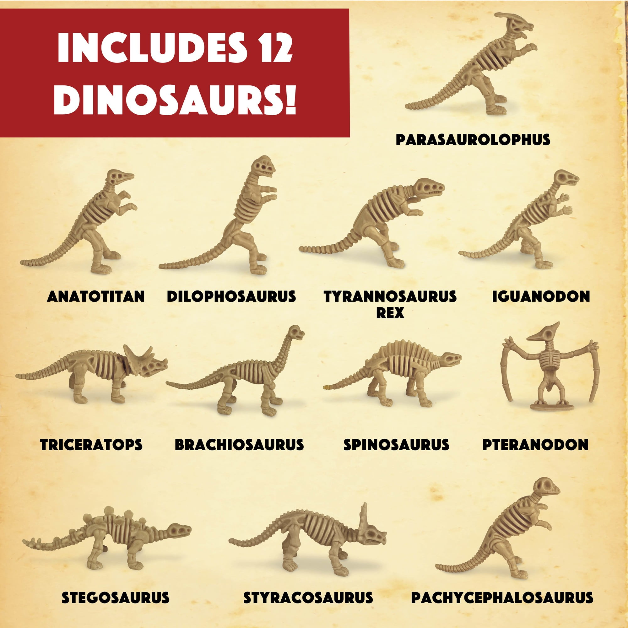 MindWare的！Dino Skeletons發售套裝-4歲Taiwan Ubuy