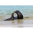 thumbnail image 2 of Jones, Adam 14x11 Black Ornate Wood Framed with Double Matting Museum Art Print Titled - Male and female Galapagos sea lions-San Cristobal Island-Galapagos Islands-Ecuador, 2 of 4