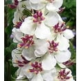 thumbnail image 2 of 100 MIXED COLORS VERBASCUM Verbascum Phoeniceum Flower Seeds, 2 of 5