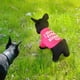 thumbnail image 5 of Ropa Para Mascotas Verano Gato Perro Camisa Ropa Algodón Impresión Mascota Ropa Para Perros Camiseta Kearding PT002585-08, 5 of 6