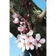 thumbnail image 2 of Berzel, Erin 17x24 Gold Ornate Wood Framed with Double Matting Museum Art Print Titled - Cherry Blossom I, 2 of 4