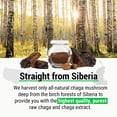 thumbnail image 2 of Sayan Siberian Chaga Mushroom Tea, Digestion Support Tea Bags (20, 1.05 oz), 2 of 10